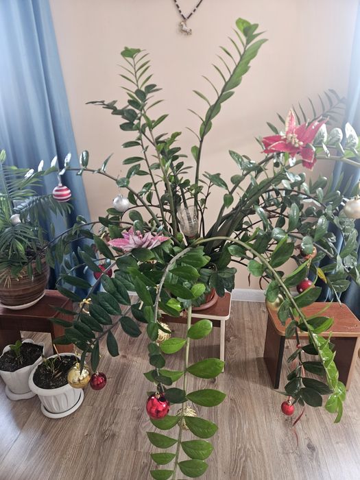 Цветы домашние продам