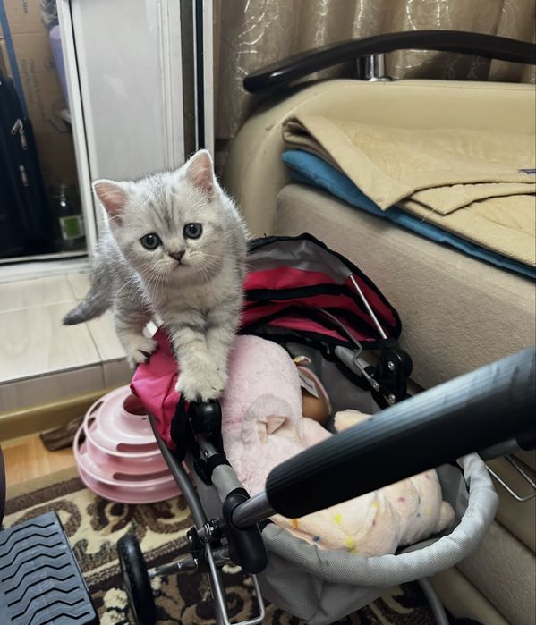 Продам шотландского котёнка