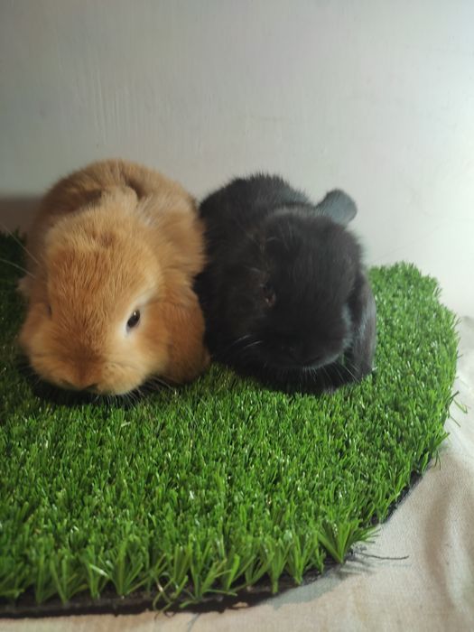 Quyon karlik baran bolalari