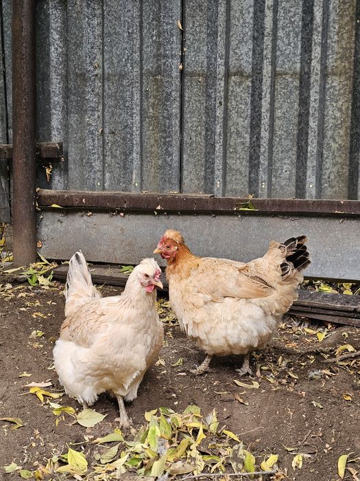 Продам кур и петуха