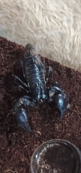 Скорпион Heterometrus spinifer