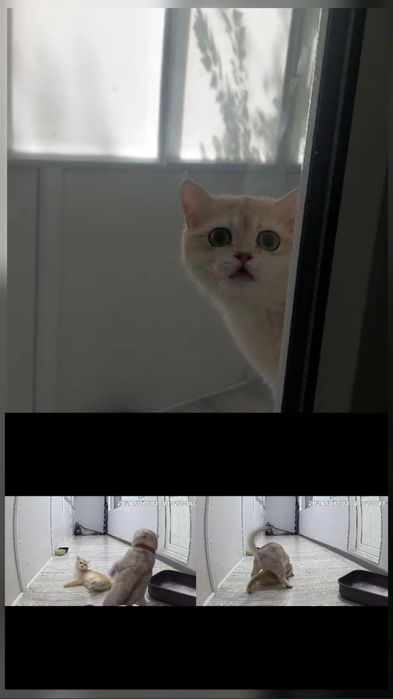 Вязка! Кот с опытом