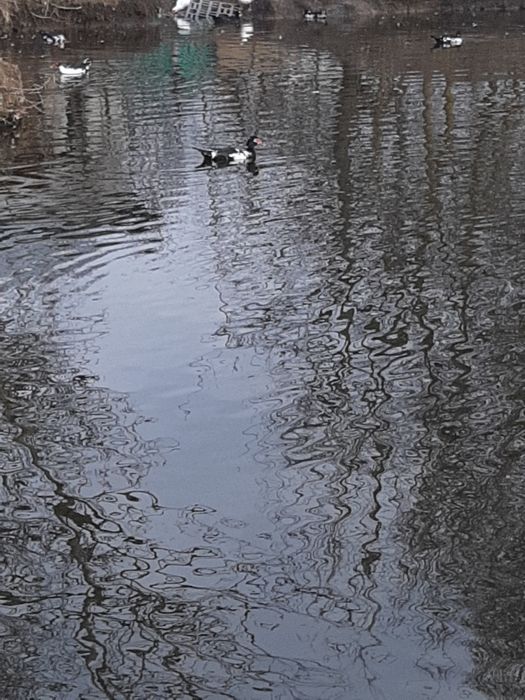 Vand Rate lesesti 60 ron