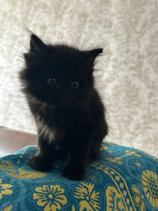 Котенок 2 месяца
