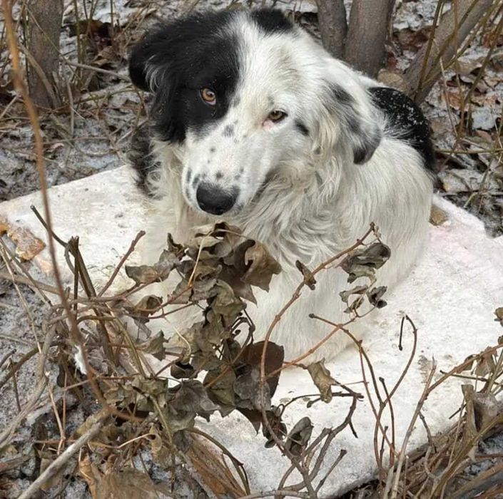 Собака в хорошие руки