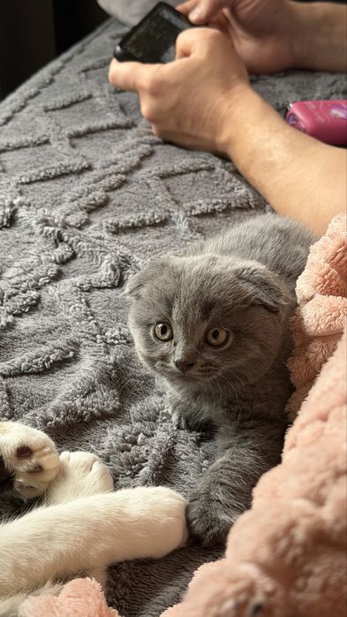 Продается котенок