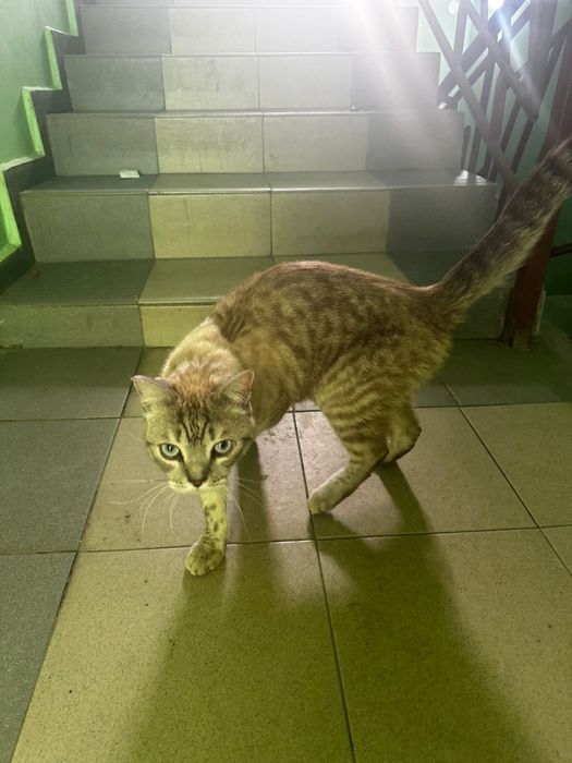 Отдам в добрые руки кота