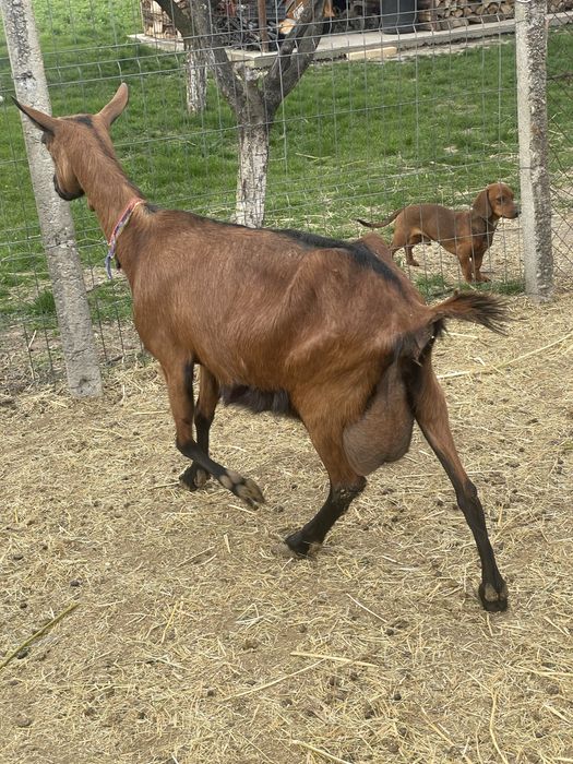 Capra alpina franceza