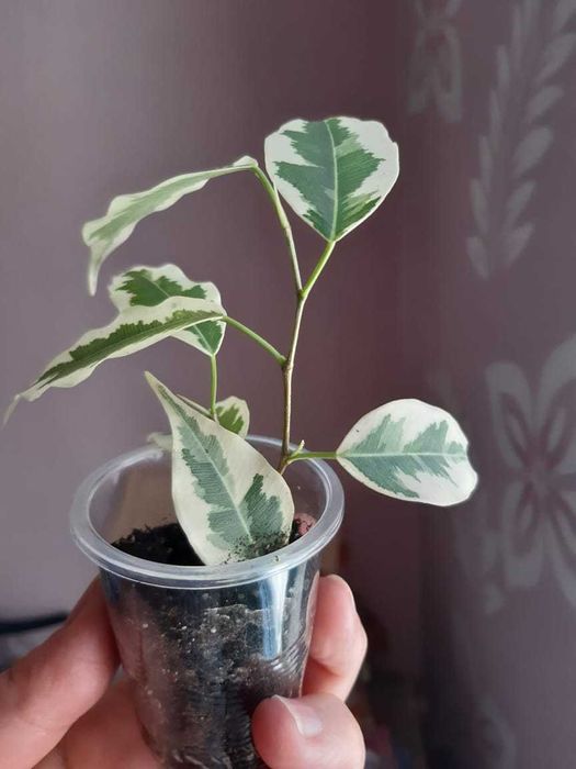 Фикус Бенджамина. Гибискус