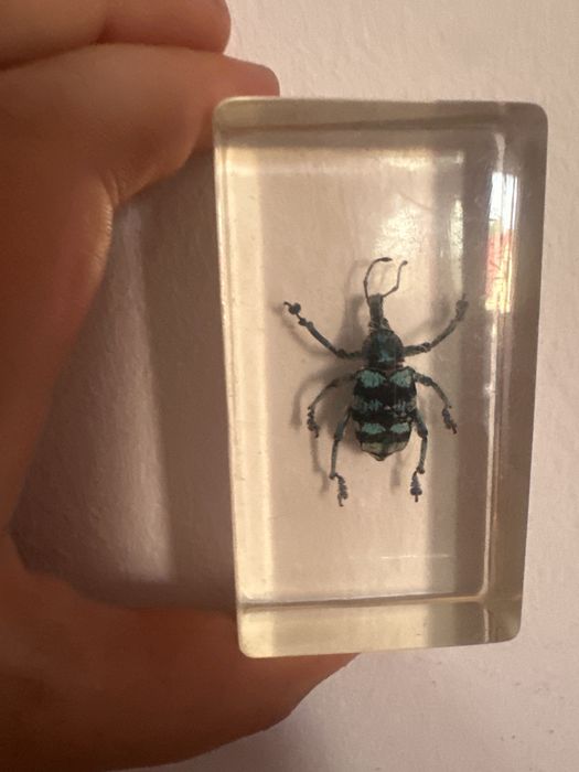 vand insecte in rasina urgenttr