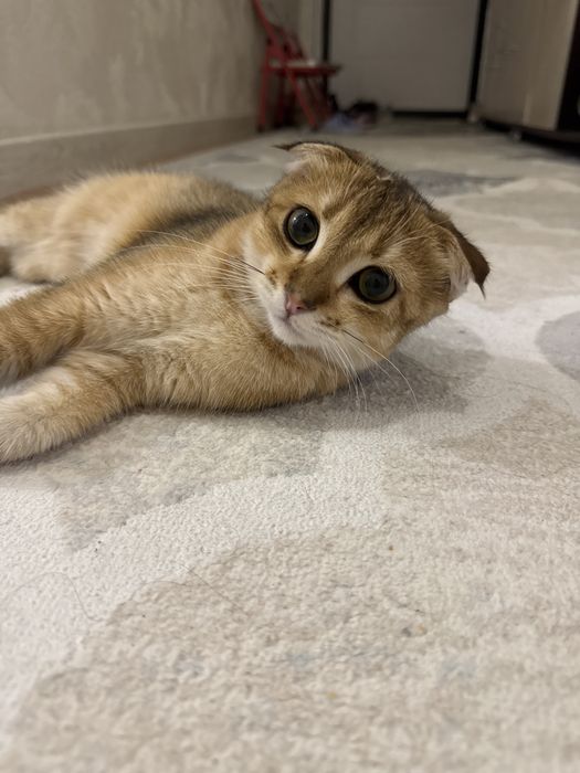 Мысық Скотиш Фолд кошка сатылады