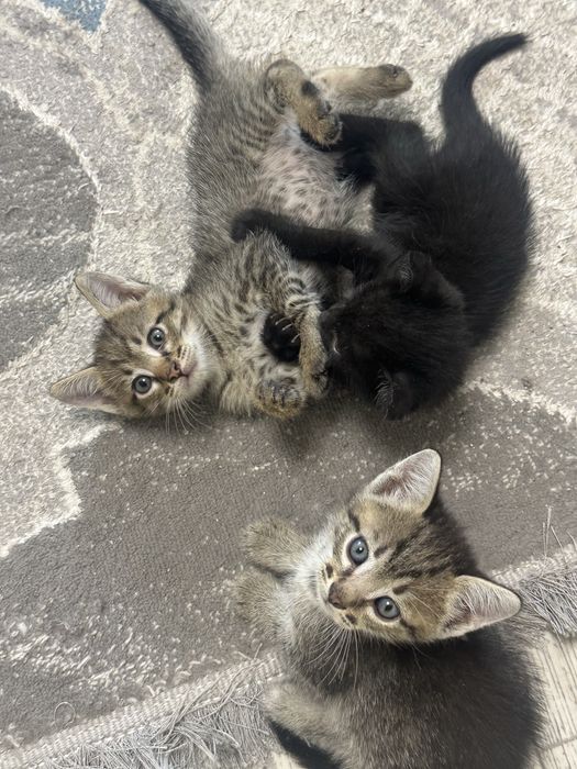 Отдам котят в добрые руки