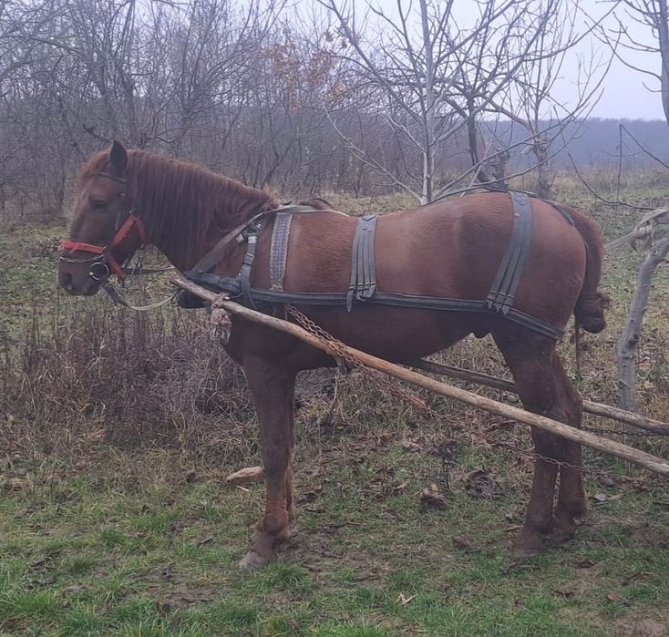 Vand cal ,bun și cuminte