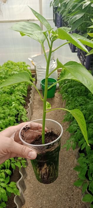 Рассада перцев сладких и острых