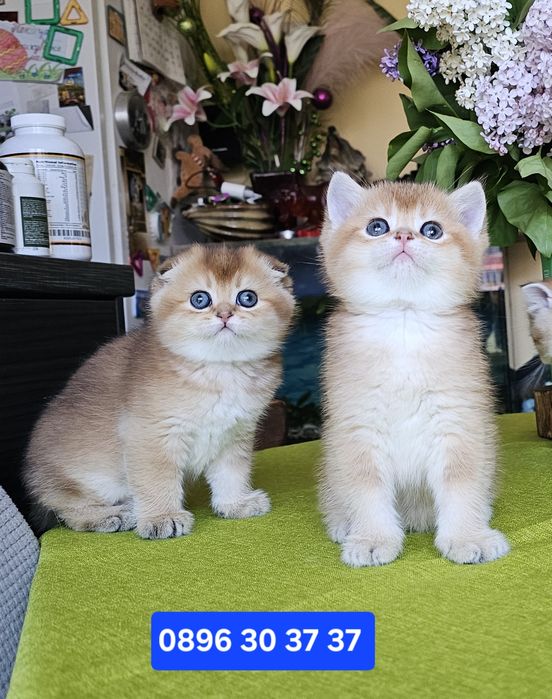 Късокосмести котенца