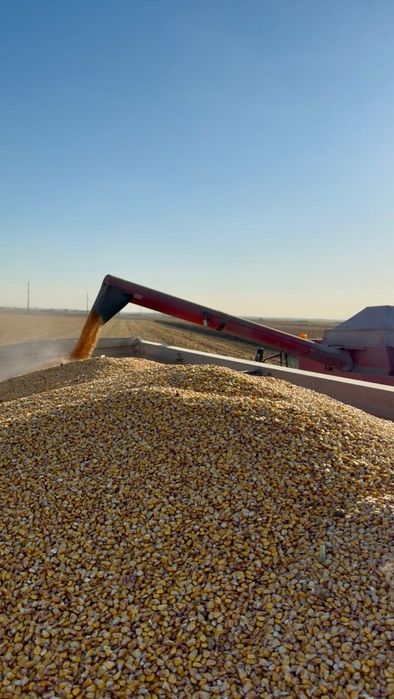 Vand porumb recolta 2025