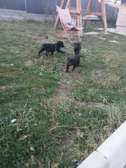 Donez căței metiși Malinois – Labrador