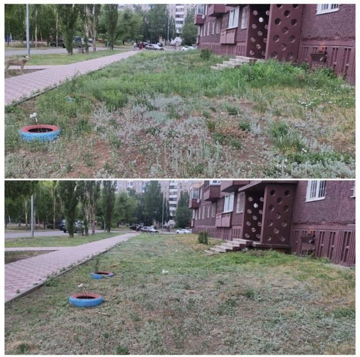Покос травы, обрезка деревьев