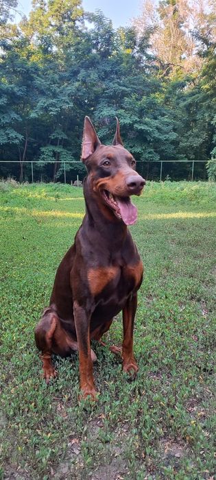 Доберман кобель НА ВЯЗКУ!