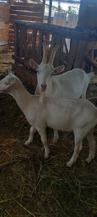 Vând iada de 6 luni