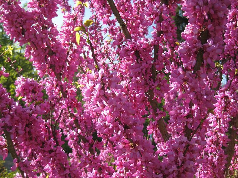Cercis  Canadensis (Arborele Iudei )