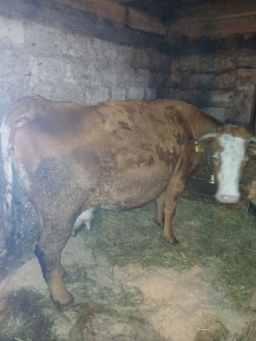 Vând vaca pentru abator