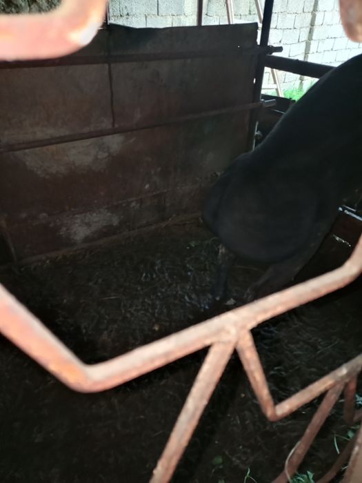 Баран может хорошей цене