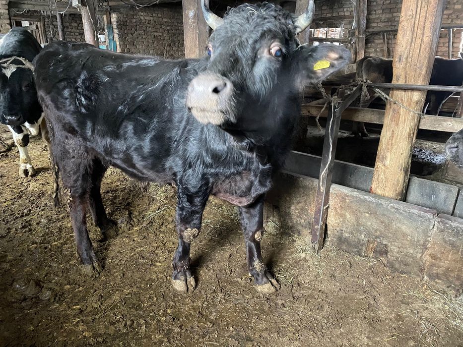 Продам бычков  3 штуки ….