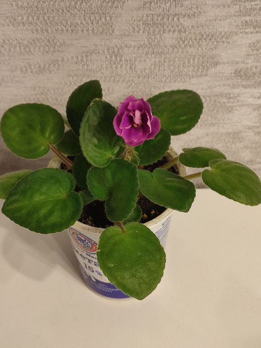 Фиалка и колеусы .