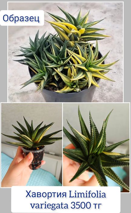 Кактус суккуленты комнатные цветы