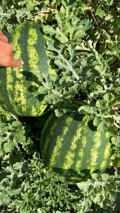 Арбуз холер дамды