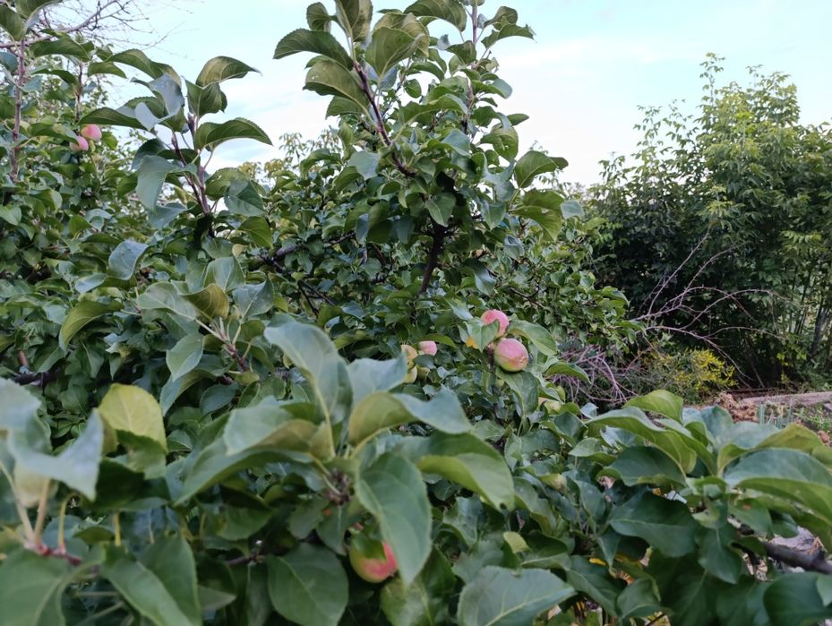 Продаётся дача на федоровке