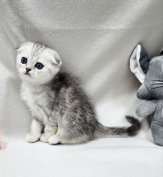 Мальчик скоттиш фолд серебристая шиншилла