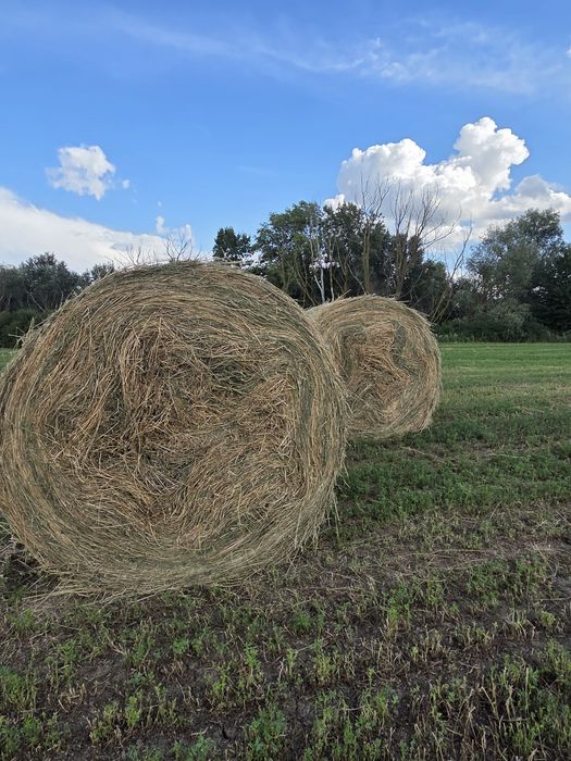 Baloții de Lucernă
