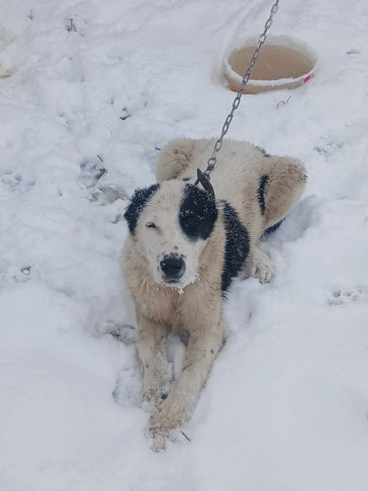 Еркек кушик Алабай