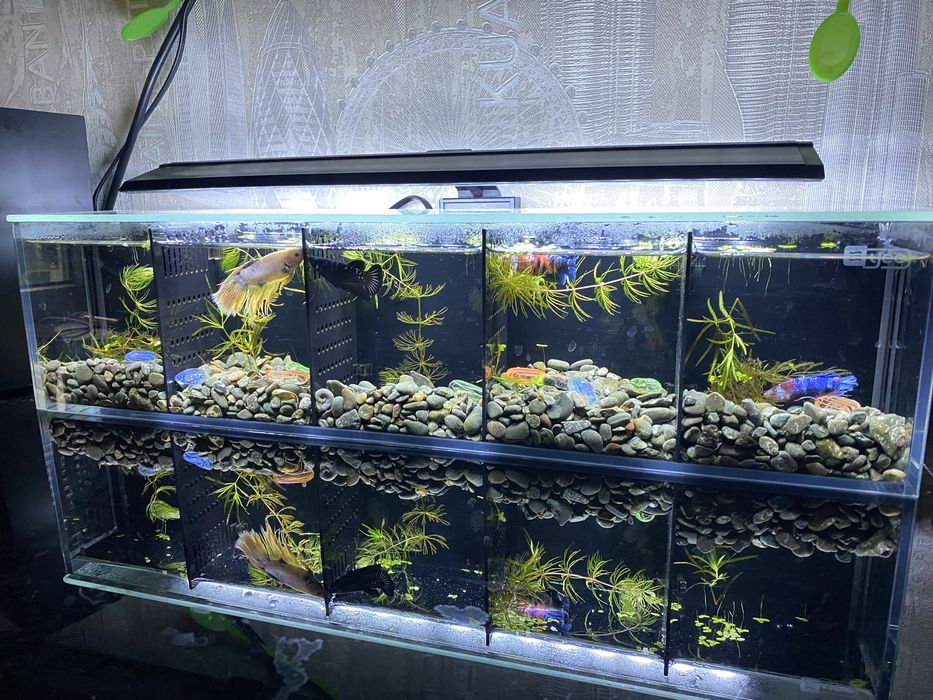 Аквариум для петушков (Betta)