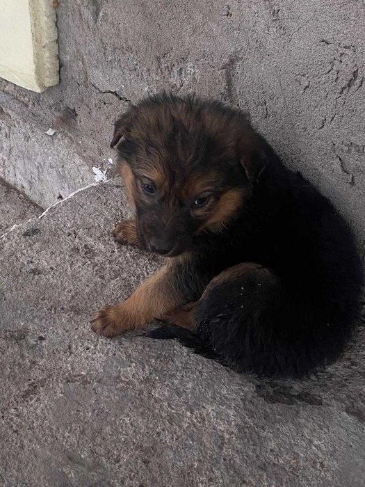 Щенки в добрые руки