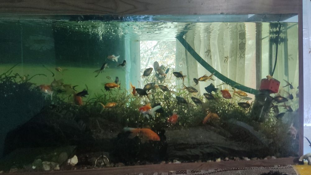 Рыбки в пруд и аквариум