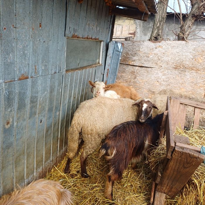 Vand oi si capre impreuna