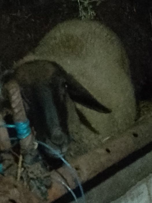 Vand carlan si oaie stearpa