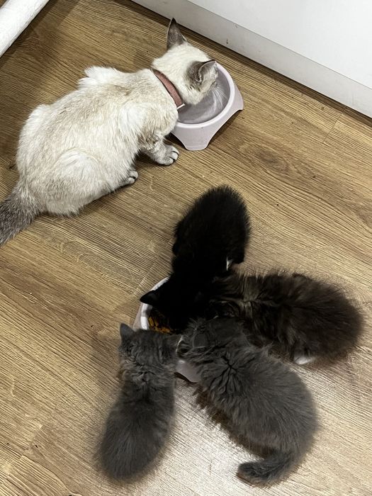 отдадим котят в добрые руки