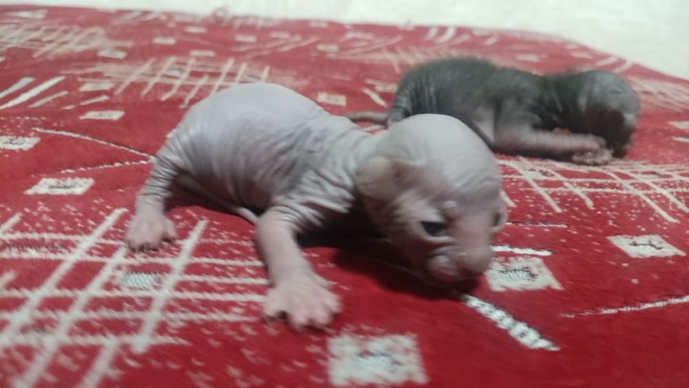 Котята сфинкса донского
