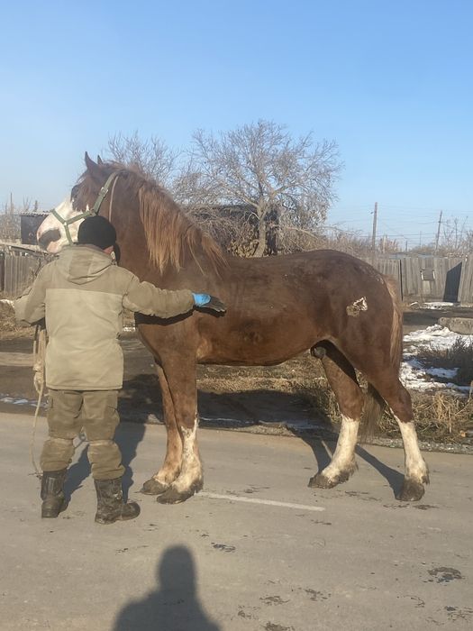 Продам жеребец 2.5