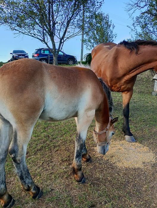 Vând mânz de 5 luni