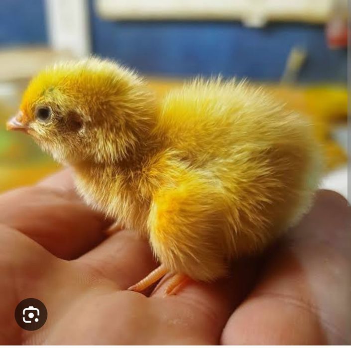 Переделки недельные