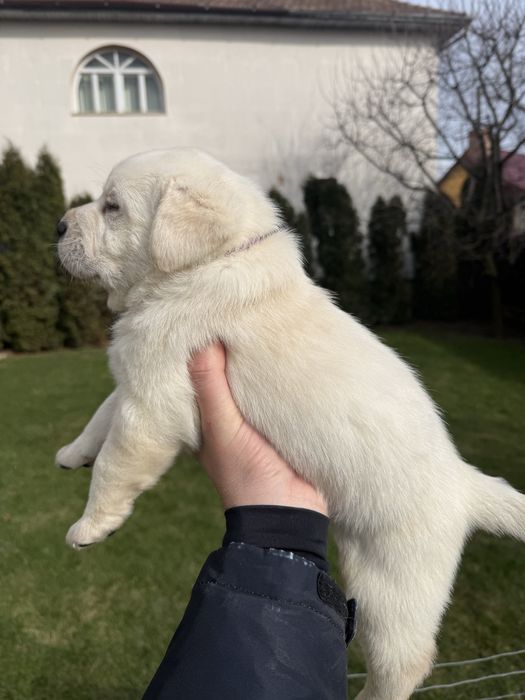 Pui Labrador Retrivere cu Pedigree FCI !!!