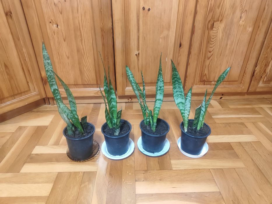 Сансевиера(меч, змийско растение)