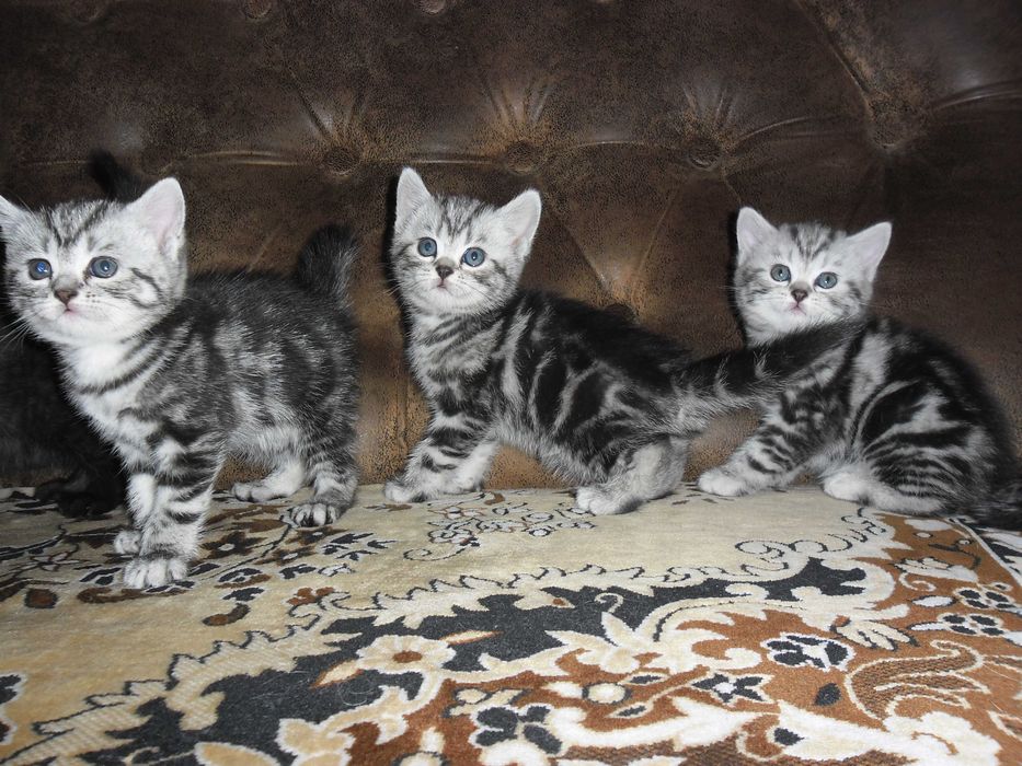 Британские котята.
