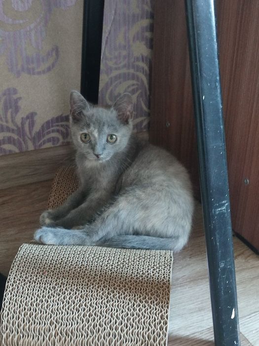 Котенок в добрые руки