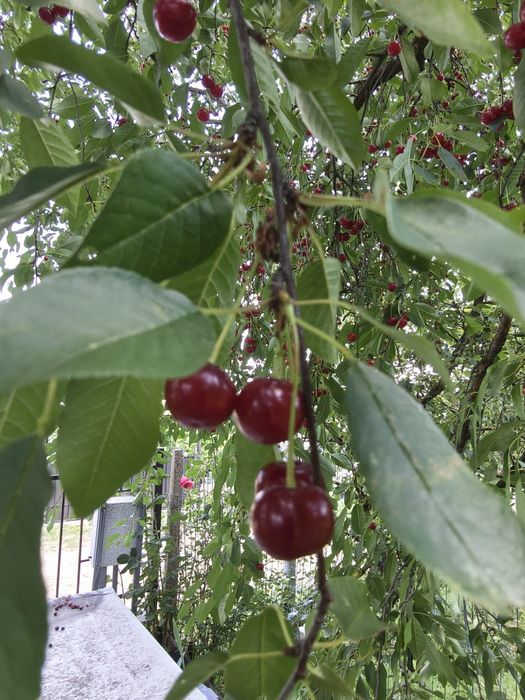 Vișine de grădină